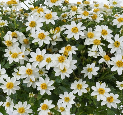 White Delight Bidens Daisy | Natorp’s Online Plant Store